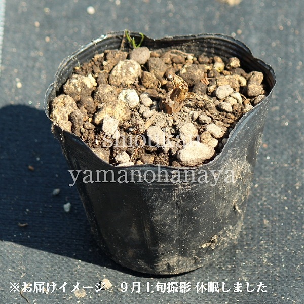 ǻ���ֲ֥��ޥ󥽥� �Х�󥿥���9��10.5cm�ݥå��ġ�������/�Ѵ���¿ǯ��/�����ĥ꥽��/�ǥ�����ȥ�/��4/12��᤭�Ϥ�