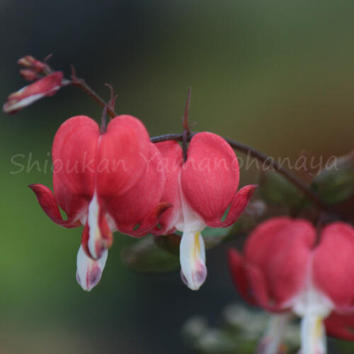 ǻ���ֲ֥��ޥ󥽥� �Х�󥿥���9��10.5cm�ݥå��ġ�������/�Ѵ���¿ǯ��/�����ĥ꥽��/�ǥ�����ȥ�/��4/12��᤭�Ϥ�