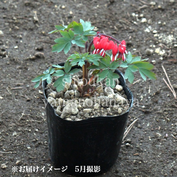 ǻ���ֲ֥��ޥ󥽥� �Х�󥿥���9��10.5cm�ݥå��ġ�������/�Ѵ���¿ǯ��/�����ĥ꥽��/�ǥ�����ȥ�/��4/12��᤭�Ϥ�