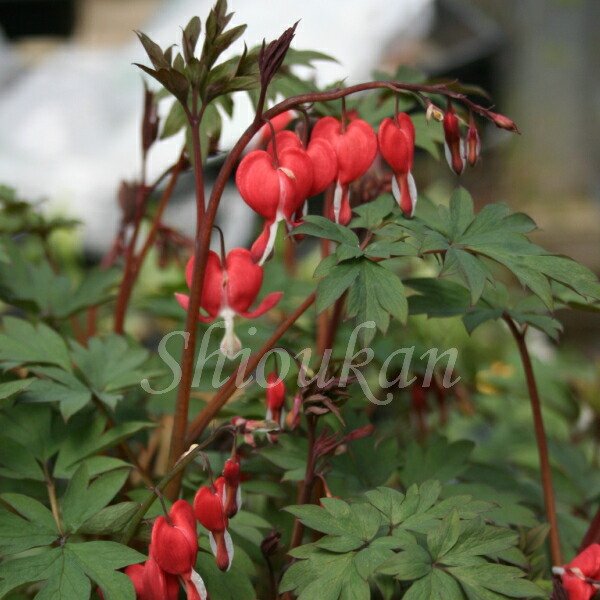 ǻ���ֲ֥��ޥ󥽥� �Х�󥿥���9��10.5cm�ݥå��ġ�������/�Ѵ���¿ǯ��/�����ĥ꥽��/�ǥ�����ȥ�/��4/12��᤭�Ϥ�