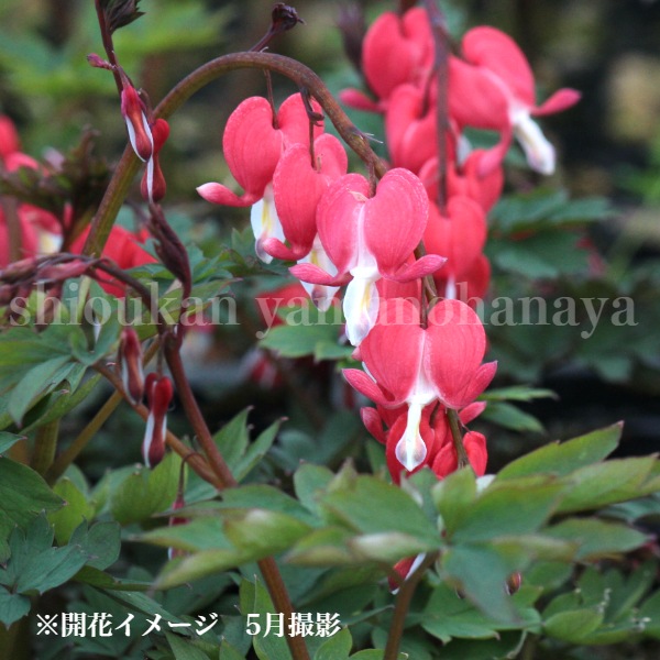 ǻ���ֲ֥��ޥ󥽥� �Х�󥿥���9��10.5cm�ݥå��ġ�������/�Ѵ���¿ǯ��/�����ĥ꥽��/�ǥ�����ȥ�/��4/12��᤭�Ϥ�