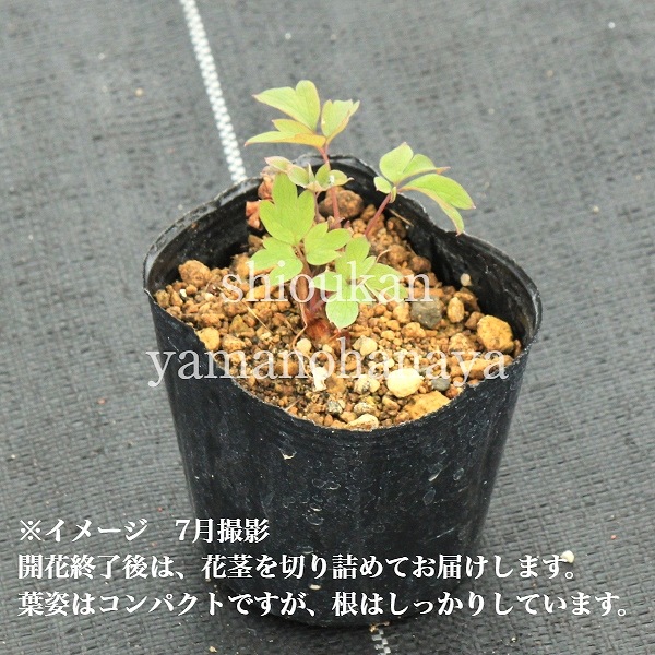 ǻ���ֲ֥��ޥ󥽥� �Х�󥿥���9��10.5cm�ݥå��ġ�������/�Ѵ���¿ǯ��/�����ĥ꥽��/�ǥ�����ȥ�/��4/12��᤭�Ϥ�