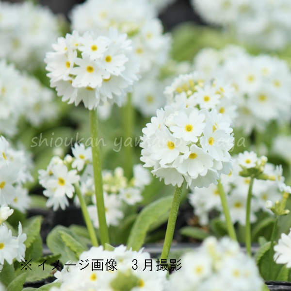 紫桜館山の花屋 開花時季から探す 春に咲く植物 サクラソウ プリムラ プリムラ デンテキュラータ 玉咲き桜草 プリムラ デンテキュラータ 白花 9cmポット苗 宿根草 耐寒性多年草 玉咲き桜草 1 30冬芽があり プリムラ 桜草 山野草 宿根草 苗 販売 山草 紫