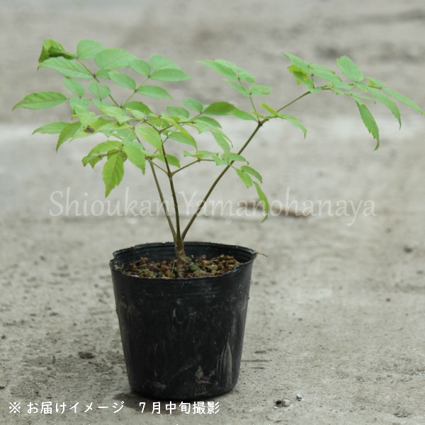 紫桜館 山の花屋 公式サイト すべての商品 タラの木 10 5cmポット樹高10cm以下の幼苗 たらのめ たらぽ たらのき 山野草 宿根草 苗 販売 山草 紫桜館 通販 購入 山菜