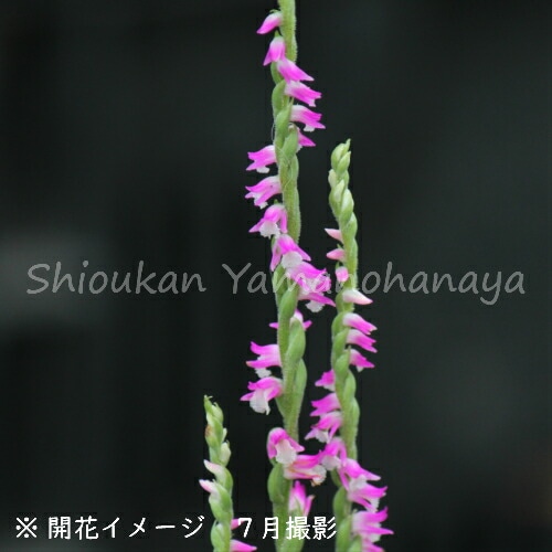 ネジバナ 中苗 ② 紫桜館山の花屋 | 全商品一覧 - 「ネジバナ 7.5～9cmポット苗 山野草