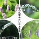 �����𥻥åȡ� ǭ�ο����ߤ����ʤ���ã 4���1�ݥåȥ��åȡ��ڲܰХ��֥��ȥ�Υ��������ȥ�Υ������饷�ʥ��祦�ޡ�������������