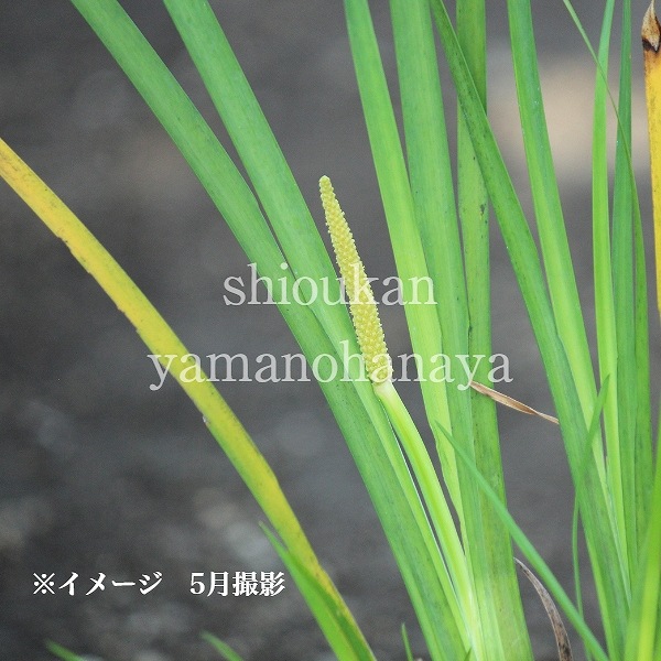 紫桜館山の花屋 開花時季から探す 初夏に咲く植物 アヤメ 菖蒲 セキショウ セキショウ 10 5cmポット苗 湿地性多年草 ビオトープ 耐寒性多年草 今季開花終了