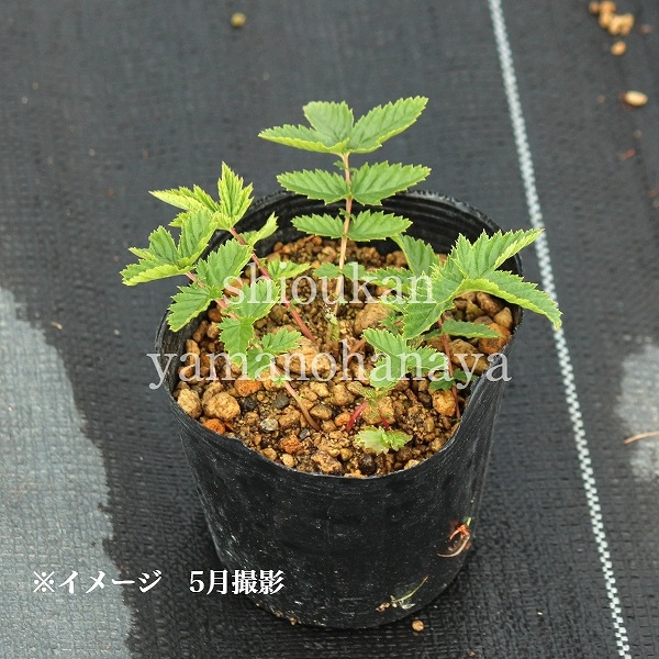 Ȭ�ź餭��ɡ��������ȡ�10.5cm�ݥå��ġ��ƺ餭�ɺ���/���β�����/���������ֽ�λ 9/19�դ�Ÿ����
