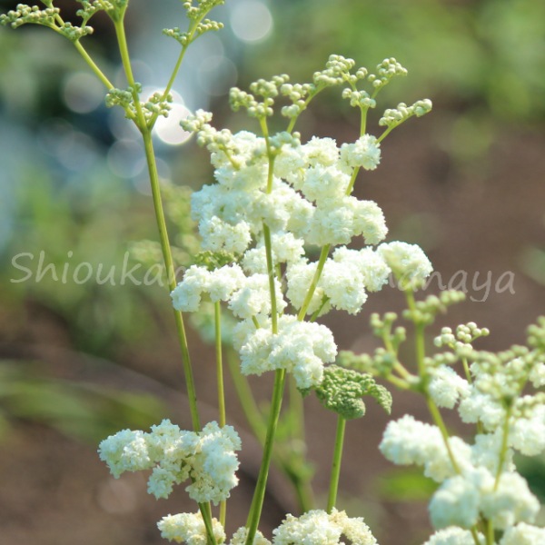 紫桜館山の花屋 開花時季から探す 初夏に咲く植物 キョウカノコ シモツケソウ 八重咲きメドースイート 10 5cmポット苗 夏 咲き宿根草 タマザキシモツケソウ 西洋夏雪草 休眠期中 地上部なし 山野草 宿根草 苗 販売 山草 紫桜館 通販 購入 山菜 紫桜館山の花屋 開花時季から探す 初夏に咲く植物 キョウカノコ シモツケソウ 八重咲きメドースイート 10 5cmポット苗 夏 咲き宿根草 タマザキシモツケソウ 西洋夏雪草 休眠期中 地上部なし 山野草 宿根草 苗 販売 山草 紫桜館 通販 購入 山菜