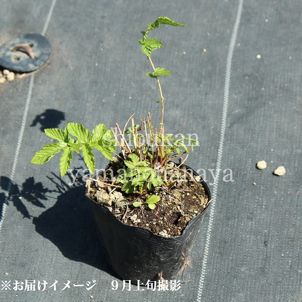 Ȭ�ź餭��ɡ��������ȡ�10.5cm�ݥå��ġ��ƺ餭�ɺ���/���β�����/���������ֽ�λ 9/19�դ�Ÿ����