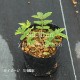 Ȭ�ź餭��ɡ��������ȡ�10.5cm�ݥå��ġ��ƺ餭�ɺ���/���β�����/���������ֽ�λ 9/19�դ�Ÿ����