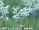 Ȭ�ź餭��ɡ��������ȡ�10.5cm�ݥå��ġ��ƺ餭�ɺ���/���β�����/���������ֽ�λ 9/19�դ�Ÿ����