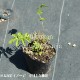 Ȭ�ź餭��ɡ��������ȡ�10.5cm�ݥå��ġ��ƺ餭�ɺ���/���β�����/���������ֽ�λ 9/19�դ�Ÿ����