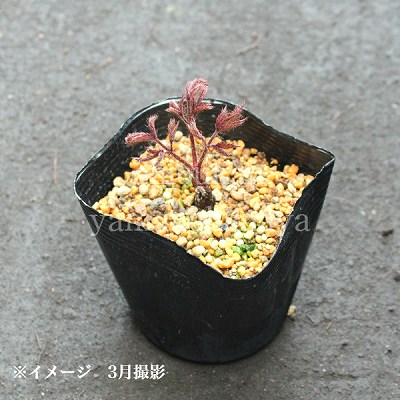 ��������� ���祳�졼�ȥ��祦����9��10.5cm�ݥå��ġ��Ѵ����ɺ���/������/���������ֽ�λ 8/18�դ�Ÿ����