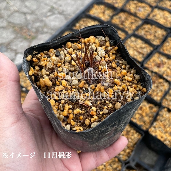 ��������� ���祳�졼�ȥ��祦����9��10.5cm�ݥå��ġ��Ѵ����ɺ���/������/���������ֽ�λ 8/18�դ�Ÿ����