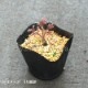 ��������� ���祳�졼�ȥ��祦����9��10.5cm�ݥå��ġ��Ѵ����ɺ���/������/���������ֽ�λ 8/18�դ�Ÿ����