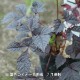 ��������� ���祳�졼�ȥ��祦����9��10.5cm�ݥå��ġ��Ѵ����ɺ���/������/���������ֽ�λ 8/18�դ�Ÿ����