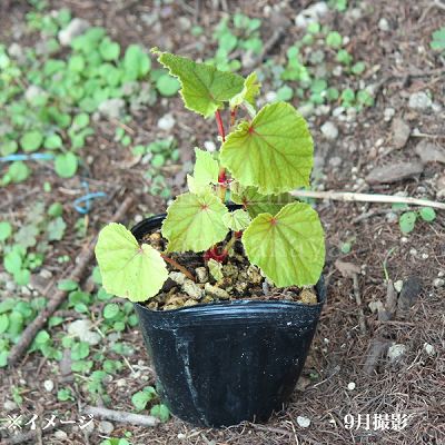 ���奦�����ɥ���9��10.5cm�ݥå��ġ�������/�٥��˥��θ���/������/��2026ǯ4�����ͽ��