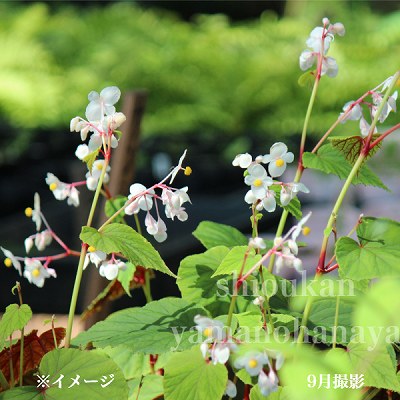 ���奦�����ɥ���9��10.5cm�ݥå��ġ�������/�٥��˥��θ���/������/��2026ǯ4�����ͽ��