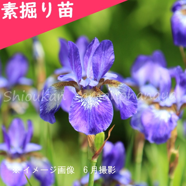 GA3山野草. 交雑種のアツモリソウ'Gabriela'(花芽1，超巨大輪花) 黄花イカリソウ 素掘り苗 山野草⁄黄花碇草⁄\u203b入荷済み : 紫桜