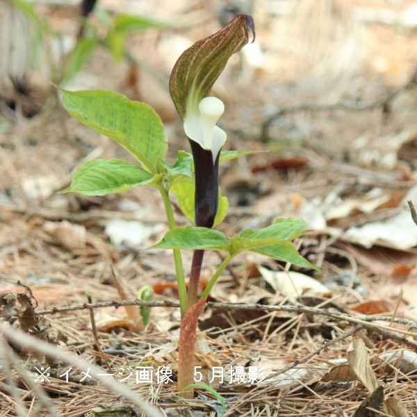 紫桜館 山の花屋 公式サイト セット数から探す ポット苗を探す 1ポット単位で探す ユキモチソウ 7 5cmポット幼苗 植え付けから1年後の開花見込み苗 山野草 雪餅草 葉に傷みあり 紫桜館 山の花屋 公式サイト セット数から探す ポット苗を探す 1ポット単位で探す ユキモチソウ 7 5cmポット幼苗 植え付けから1年後の開花見込み苗 山野草 雪餅草 葉に傷みあり
