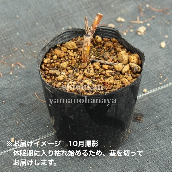 ��ޥ��ɡ�10.5cm�ݥå��ġ�������/�Ѵ���¿ǯ��/����/���ȳ�/��7/10�դ˽��ߤ���