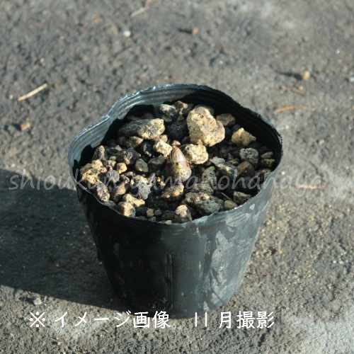 ��ޥ��ɡ�10.5cm�ݥå��ġ�������/�Ѵ���¿ǯ��/����/���ȳ�/��7/10�դ˽��ߤ���
