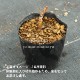 ��ޥ��ɡ�10.5cm�ݥå��ġ�������/�Ѵ���¿ǯ��/����/���ȳ�/��7/10�դ˽��ߤ���
