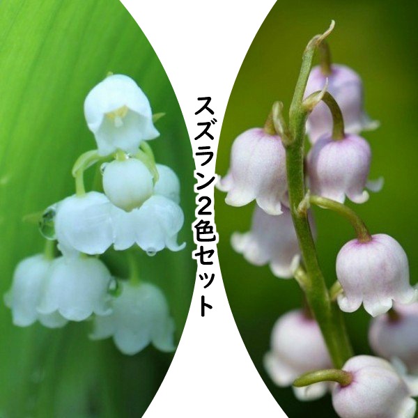 紫桜館 山の花屋 公式サイト 山野草 宿根草 山野草セット スズラン 2色各3ポットセット 日本スズラン ピンクドイツスズラン 今季開花終了 6 16葉に傷み有り 紫桜館 山の花屋 公式サイト 山野草 宿根草 山野草セット スズラン 2色各3ポットセット 日本スズラン ピンクドイツスズラン 今季開花終了 6 16葉に傷み有り