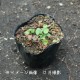 �������ߥ졡9cm�ݥå��ġ�������/�Ѵ���¿ǯ��/����/���������ֽ�λ 8/18�դ�Ÿ����