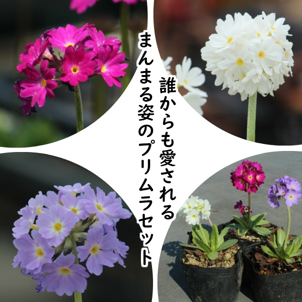 紫桜館 山の花屋 公式サイト 開花時季から探す 春に咲く花 おすすめ苗セット プリムラ デンテキュラータ 3色各2ポットセット プリムラ 桜草 山野草 宿根草 苗 販売 山草 紫桜館 通販 購入 プリムラ Primula タマザキサクラソウ 玉咲き