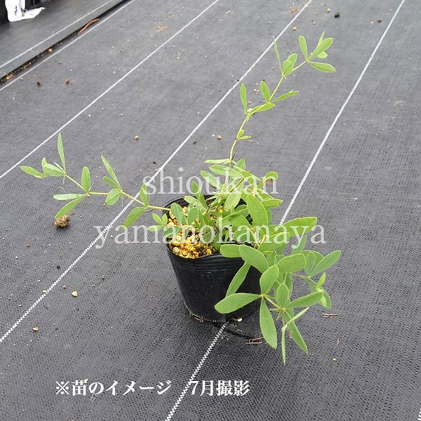 �Хץƥ����������������ե����롡15cm�ݥå��ġ��ɺ���/�Ѵ���¿ǯ��/����̲ �Ͼ����ʤ�