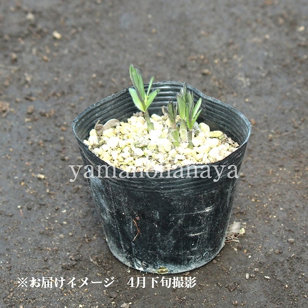 �Хץƥ����������������ե����롡15cm�ݥå��ġ��ɺ���/�Ѵ���¿ǯ��/����̲ �Ͼ����ʤ�