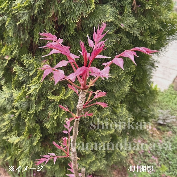 紫桜館山の花屋 | 全商品一覧 - 「チャンチン フラミンゴ 10.5cmポット
