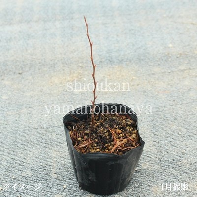 特大 極上 良品 良形 株立 ヒメシャラ 238 樹高2.2m位 姫沙羅 記念樹