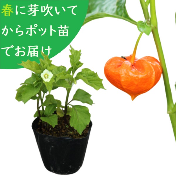 ͽ������梧��¥ۥ�������10.5cm�ݥå��ġ����ڤ���ѡ������Բġۡ����ߤΤ�������/����/�ۥ�����/��5��15�����Ϥ�����