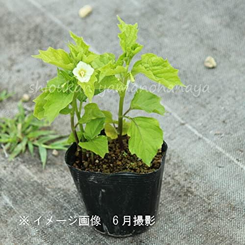 ͽ������梧��¥ۥ�������10.5cm�ݥå��ġ����ڤ���ѡ������Բġۡ����ߤΤ�������/����/�ۥ�����/��5��15�����Ϥ�����