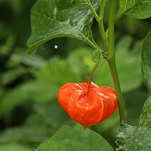 ͽ������梧��¥ۥ�������10.5cm�ݥå��ġ����ڤ���ѡ������Բġۡ����ߤΤ�������/����/�ۥ�����/��5��15�����Ϥ�����