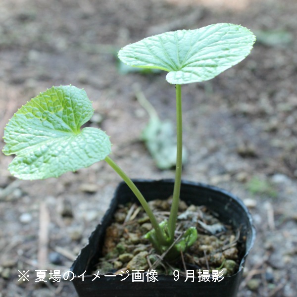紫桜館山の花屋 山菜苗を探す 早春に食べられる山菜 ハタケワサビ ハタケワサビ 9cmポット苗 山菜苗 耐寒性多年草 畑山葵 はたけわさび ハタケワサビ 山葵 ワサビ 山菜