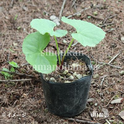 �ꥰ��ꥢ �ǥ󥿡������ޥ�Х����֥���10.5cm�ݥå��ġ��Ѵ���¿ǯ��/����/����̲ �Ͼ���̵��