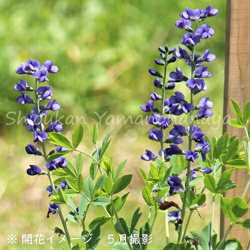 �Хץƥ����� �������ȥ�ꥹ��9cm�ݥå��ġ��ɺ���/�Ѵ���¿ǯ��/��饵����������ϥ�/���������ֽ�λ 9/19�դ��ڤ�ͤ�Ƥ��Ϥ�