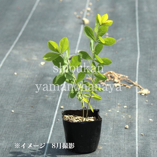 �Хץƥ����� �������ȥ�ꥹ��9cm�ݥå��ġ��ɺ���/�Ѵ���¿ǯ��/��饵����������ϥ�/���������ֽ�λ 9/19�դ��ڤ�ͤ�Ƥ��Ϥ�