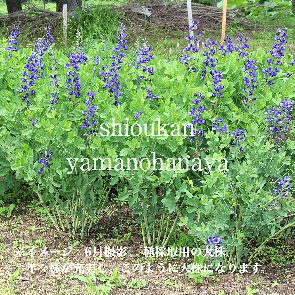 �Хץƥ����� �������ȥ�ꥹ��9cm�ݥå��ġ��ɺ���/�Ѵ���¿ǯ��/��饵����������ϥ�/���������ֽ�λ 9/19�դ��ڤ�ͤ�Ƥ��Ϥ�