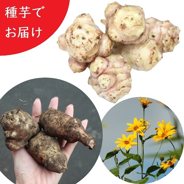 種類豊富な品揃え 入荷済み 生芋 紫桜館 長老喜 山菜苗 個 栽培期間中農薬不使用 種芋個 土付き 岩手県産チョロギ 山の花屋 葉菜 種類豊富な品揃え 入荷済み 生芋 紫桜館 長老喜 山菜苗 個 栽培期間中農薬不使用 種芋個 土付き 岩手県産チョロギ 山の花屋 葉菜