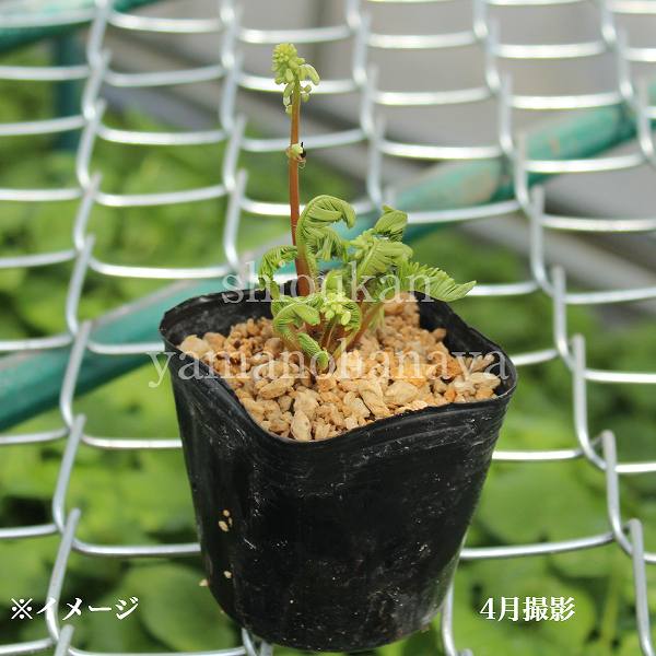 �����Х�����9cm�ݥå��ġ�������/�Ѵ���¿ǯ��/������/�����դ�����