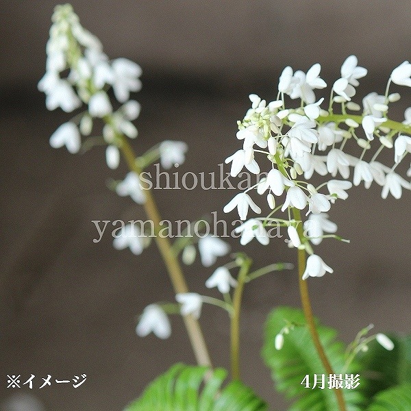 �����Х�����9cm�ݥå��ġ�������/�Ѵ���¿ǯ��/������/�����դ�����