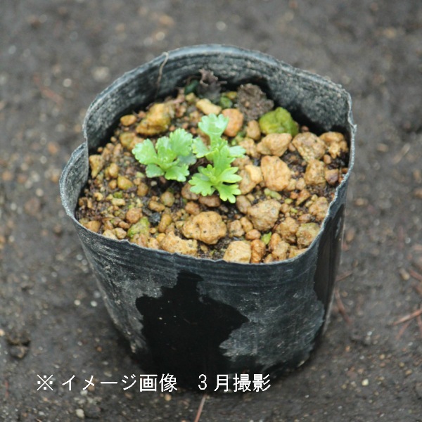 ���ϥޥ�����9cm�ݥå��ġ�������/�Ѵ���¿ǯ��/���͵�/��10/6�Ĥܤߡ�������