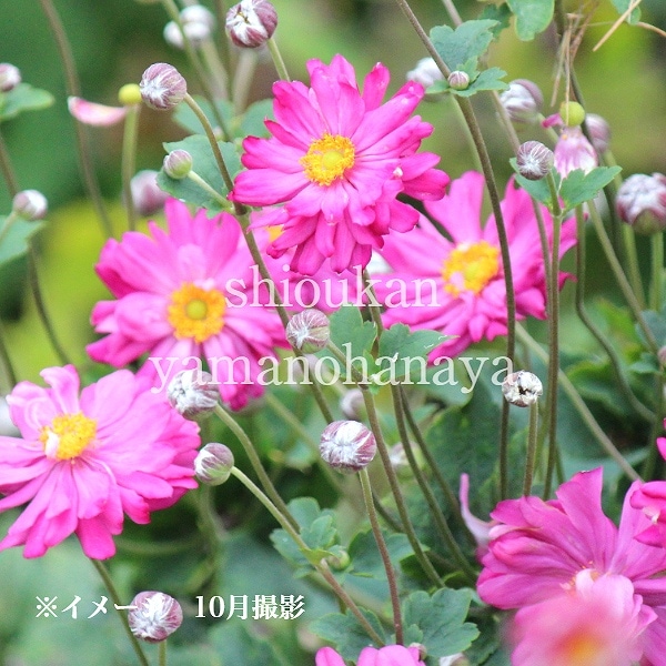 秋明菊 ピンク 【公式通販】