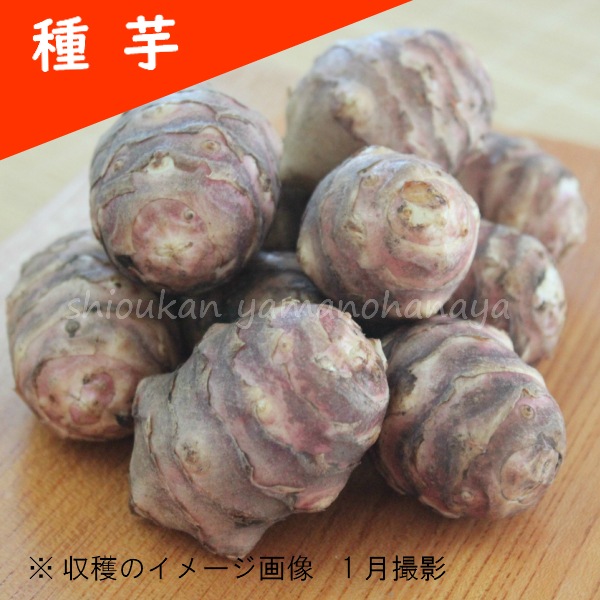 紫桜館山の花屋 山菜苗を探す 初秋 冬に食べられる山菜 キクイモ 岩手県産ムラサキキクイモ 種芋1個単位 赤菊芋 フランスキクイモ 生芋 栽培期間中農薬不使用 山菜苗 土付き 12月2日お届け開始 唐芋 赤菊芋 フランスキクイモ きくいも 無農薬