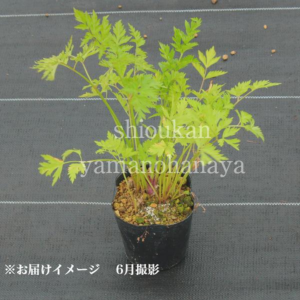 ���󥭥奦��10.5cm�ݥå��ġ�������/�Ѵ���¿ǯ��/��9/19�դ�Ÿ����